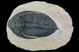 Bargain, Zlichovaspis Trilobite - Atchana, Morocco #100380-2